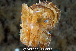Night dive with a little cuttlefish. by Vittorio Durante 